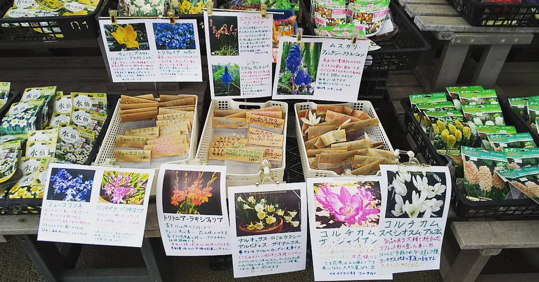 小川 倫生 久しぶりに鹿沼花木センターに球根を納品してきました 花木センター 秋植え球根がいろいろと揃ってますー 鹿沼市 花木センター 秋植え球根 球根植物 球根ガーデン 球根部 ガーデンセンター 園芸店 T Co Q2cnbebdlb Twitter
