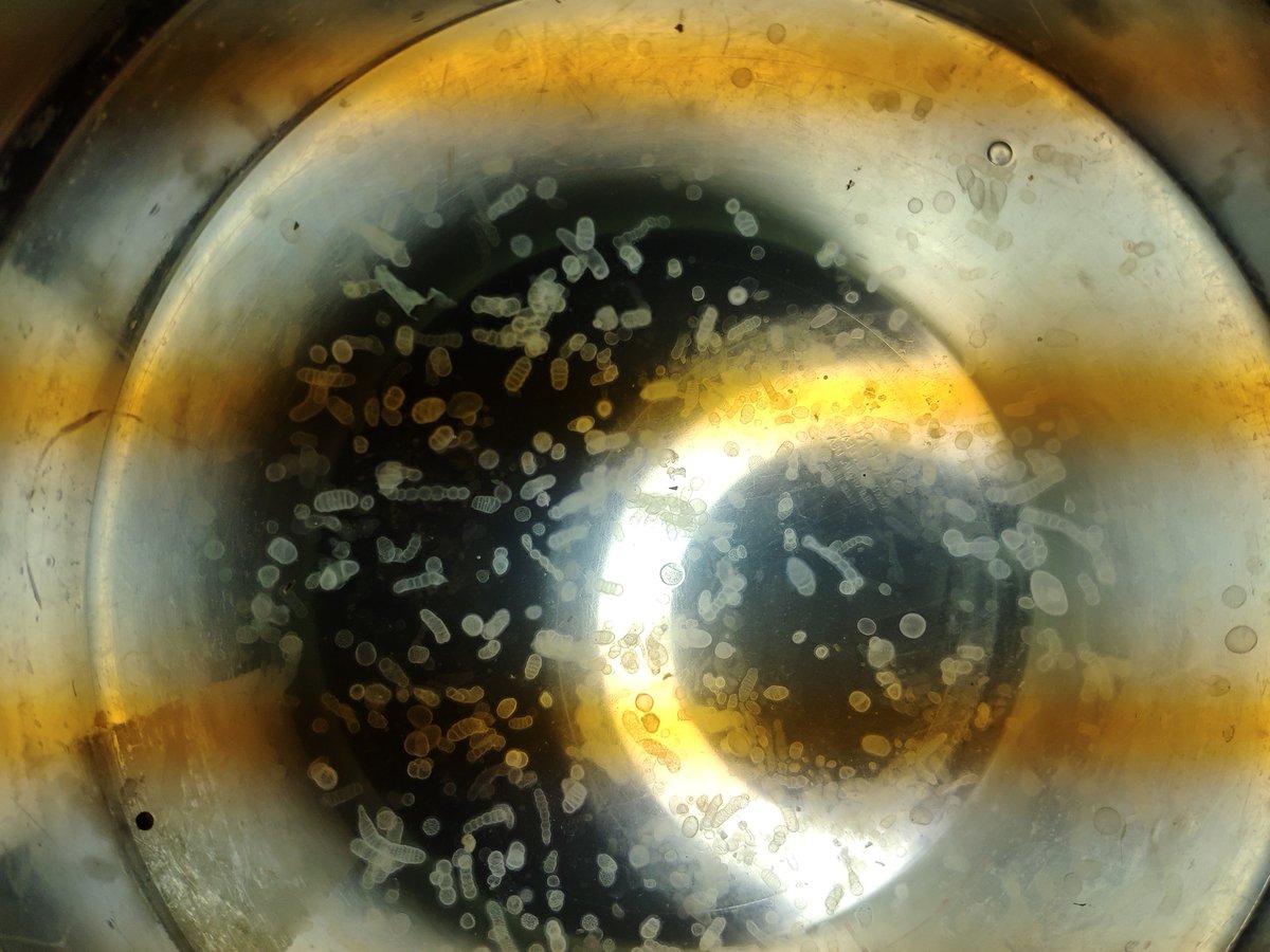 JoostMansour's tweet photo. Massive #Collodaria blooms (#Radiolaria) #plankton #mixoplankton @IMEV_mer.
Just WOW, amazing and beautiful both underwater and from the surface a sight to behold, not to mention the buckets of samples.
@mixotrophs @MSCActions #Mediterranean #protist @fabrice_sbr https://t.co/d53SyYejvq