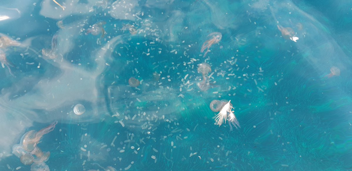 JoostMansour's tweet photo. Massive #Collodaria blooms (#Radiolaria) #plankton #mixoplankton @IMEV_mer.
Just WOW, amazing and beautiful both underwater and from the surface a sight to behold, not to mention the buckets of samples.
@mixotrophs @MSCActions #Mediterranean #protist @fabrice_sbr https://t.co/d53SyYejvq
