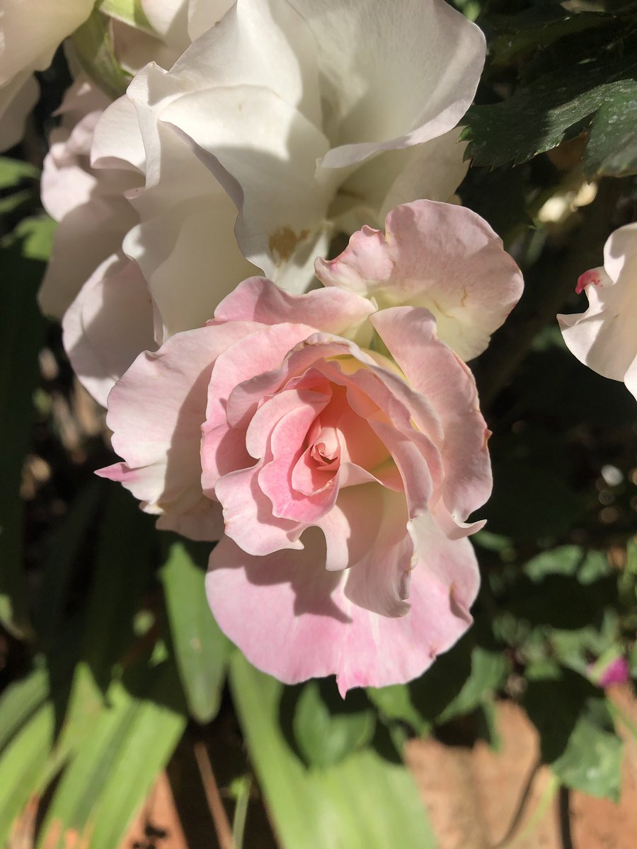 Shades of pink for #BreastCancerAwareness. Don’t ignore the warning signs. Early detection is key. RT to spread awareness 

<a href="/KirstyCoventry/">Kirsty Coventry</a> <a href="/advocatemahere/">Fadzayi Mahere🇿🇼</a> <a href="/fortunechasi/">Fortune Chasi</a> <a href="/SirNige/">Nigel Mugamu 🇿🇼</a> <a href="/daddyhope/">Hopewell Chin’ono</a> <a href="/MoHCCZim/">Ministry of HealthZW</a> <a href="/SigridKaag/">Sigrid Kaag</a>