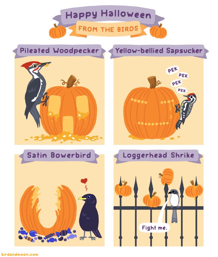 krxdt_sci's tweet photo. The nature's most capable artist.
#birds #halloween https://t.co/oWA528MIgK