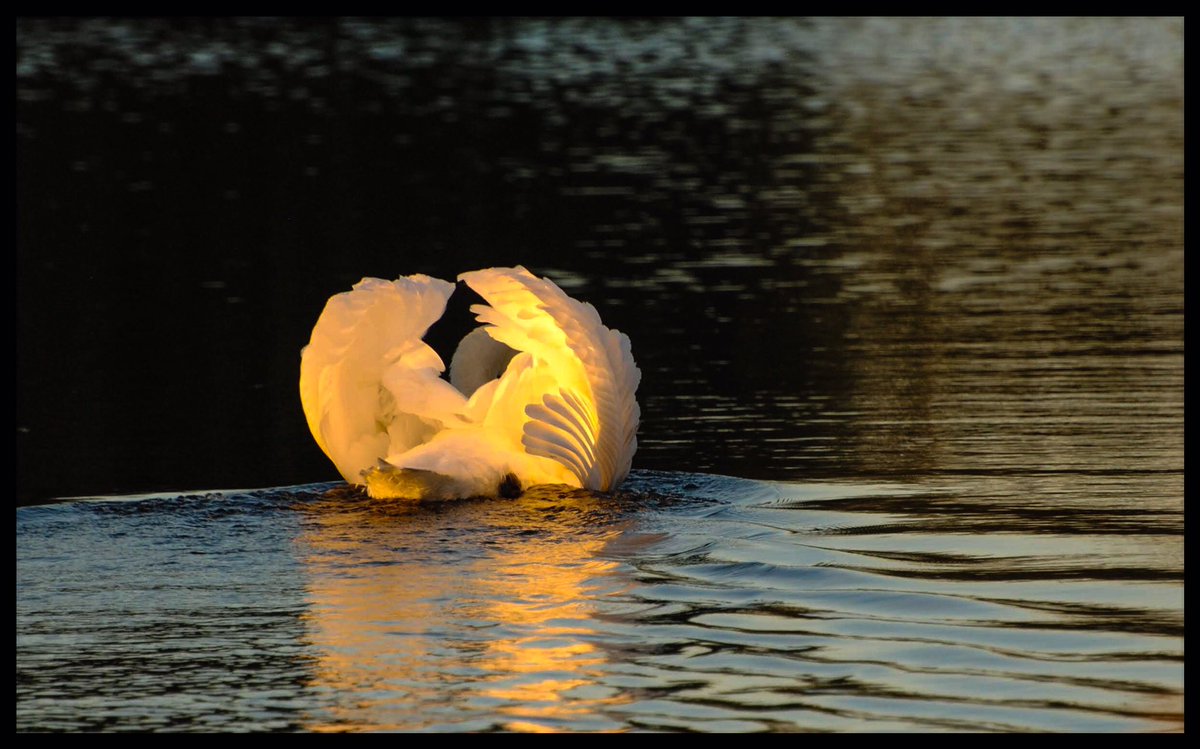 VeronicaJoPo's tweet photo. Today is grey, thatβs ok as these days wonβt stay.
Here is a swan for us to remember, taken on a sunrise walk in September.
I wish you a happy Tuesday πππ #swan #wildlife #river #suncatching #swimmingswan #thoughts #tuesdaymotivation @WildlifeTrusts @ThePhotoHour @RSPBFens https://t.co/Ub3pnoktn4
