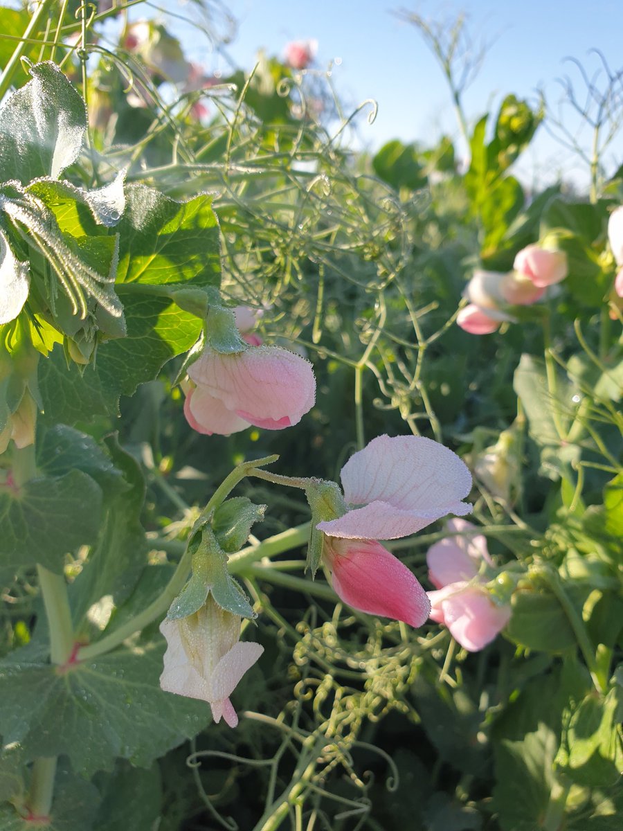 KelseyOnScience's tweet image. Beautiful Kaspar variety #pea in the morning sun @APC2019 Wimmera Field Day #pulseresearch