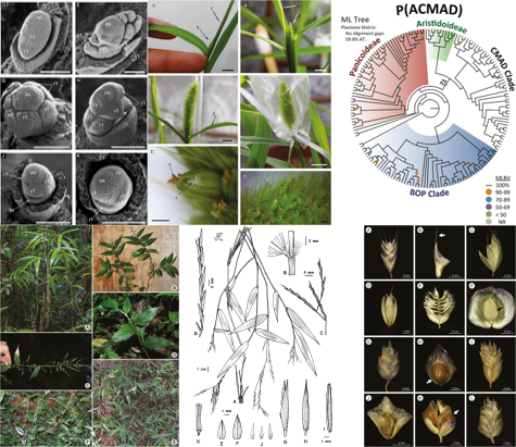 BotJLinnSoc's tweet photo. In early 2020, watch out for special issue on #grasses (#Poaceae): papers from #MonocotsVI in #Natal. Guest editors Maria Vorontsova, Lynn Clarke, Patrรญcia Oliveira. Six papers already available: https://t.co/b6dmskqwf3 https://t.co/OnVSowZzA5