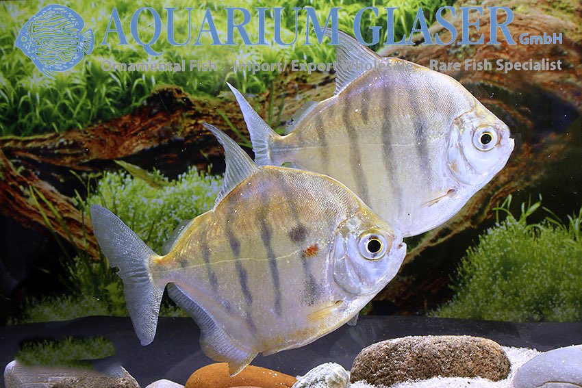 aquariumglaser's tweet photo. #Metynnis #fasciatus find more details and pics @ https://t.co/kgExUnuDLM https://t.co/fgMOsP5v5S