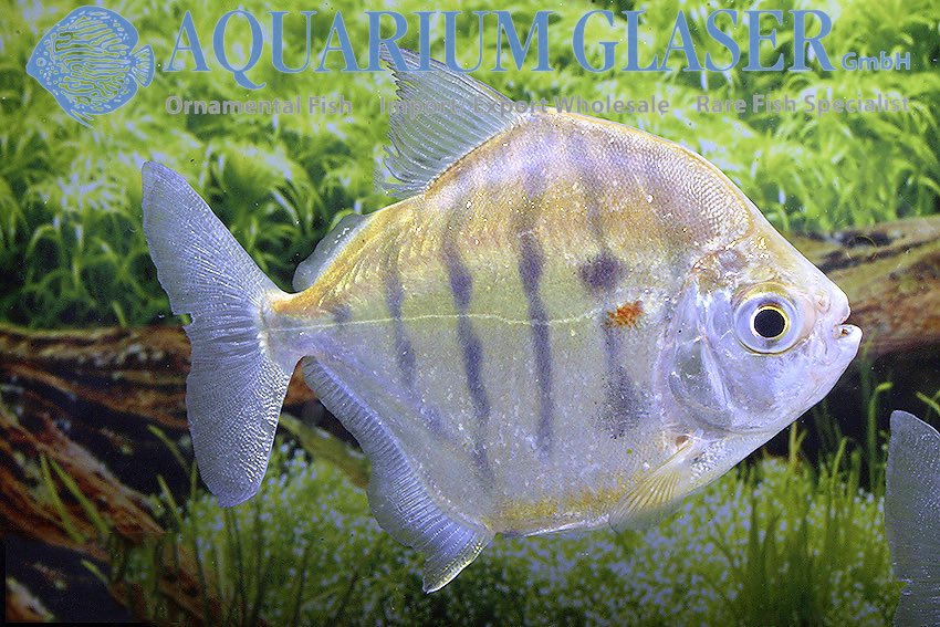 aquariumglaser's tweet photo. #Metynnis #fasciatus find more details and pics @ https://t.co/kgExUnuDLM https://t.co/fgMOsP5v5S