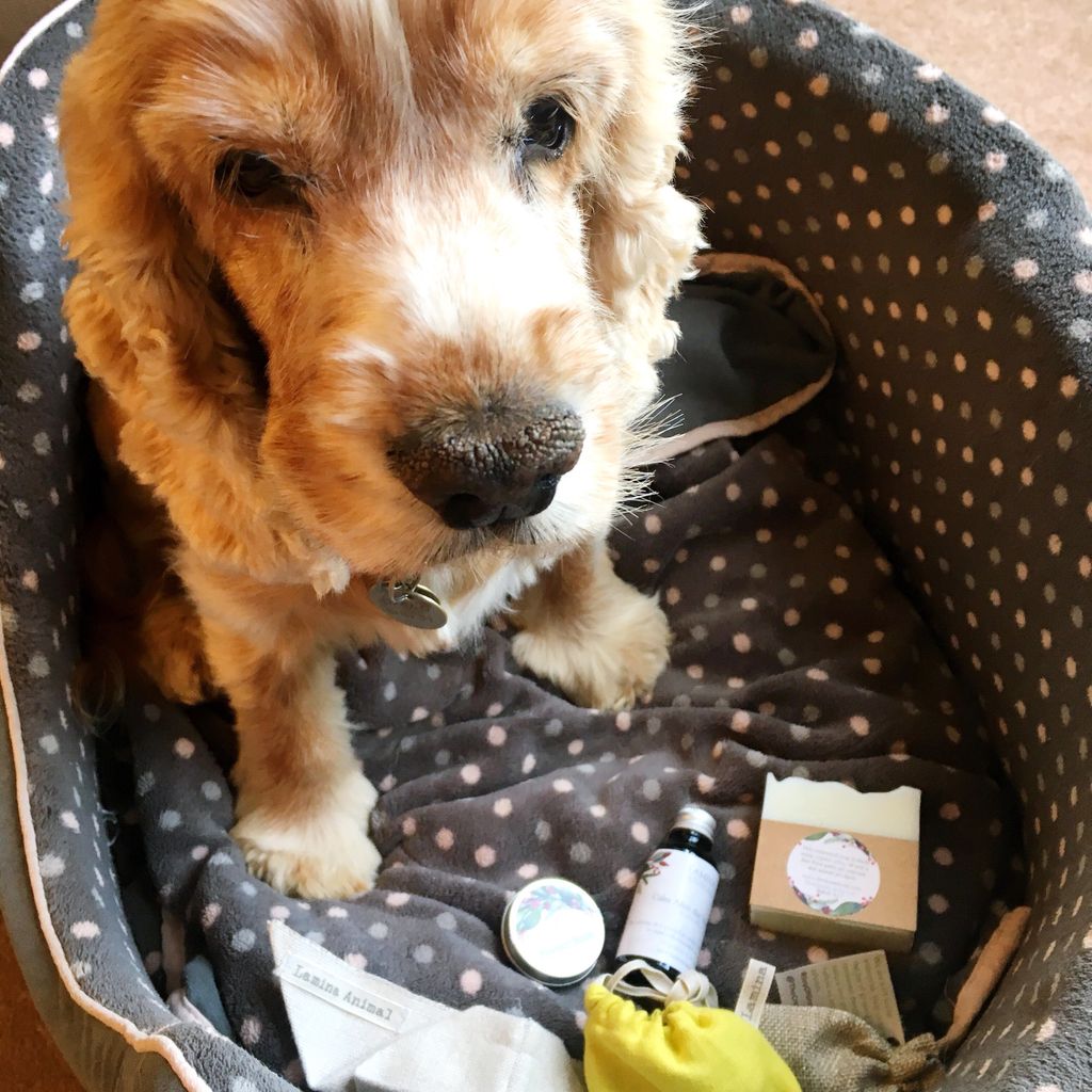 BizBubbleUK's tweet photo. Eco ideas here for everyone, including your pets! 🐶♻️🌏

@laminaanimals - https://t.co/SeMYc7y6wY 🐕

@RoseThorneRazor - https://t.co/rMTOnjN1z1 💁🏼‍♀️

@IliLaptop - https://t.co/BudqANEIXH 💻

#earlybiz #shopsmall #smallbusiness #eco #ethical #gifts https://t.co/DVpjOnpdI8