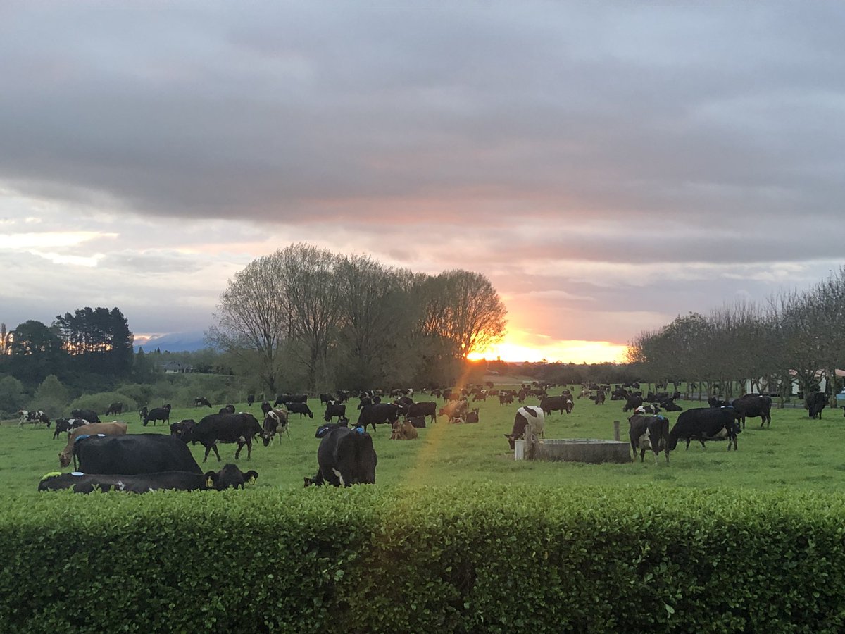 Hoping we can claw back some milk that was lost over the past week 🤷‍♂️🤷‍♂️. Theileria and shit weather don’t help!! Bring on some sunshine