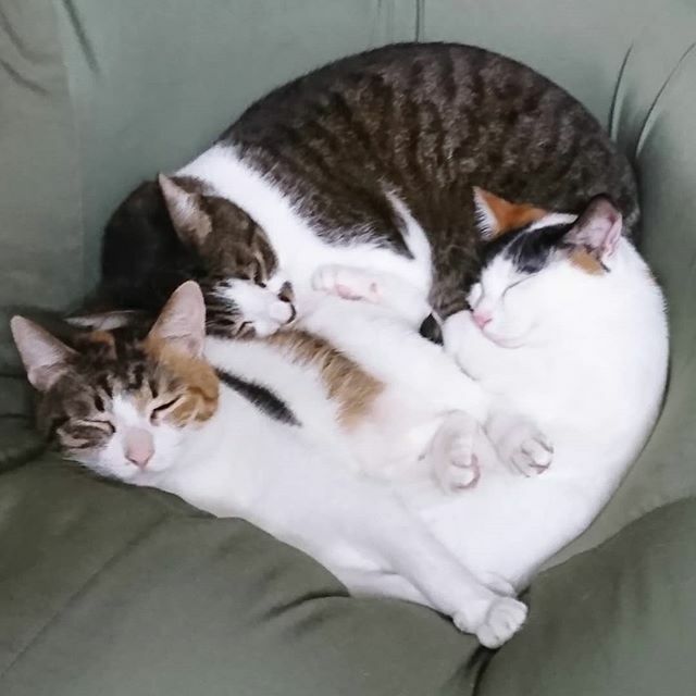 Mibu67777's tweet photo. もう少しこのままにしておくと
美味しいバターになります(嘘笑)
#猫#ねこ#ネコ#neko#nekogirl 
#キジトラ#三毛猫#猫バカ
#にゃんこ#ねこ部 #ぬこ
#みんねこ#ハチワレ部#ふわもこ部#
三毛猫部#ねこすたぐらむ
 #もふもふ#猫もふ団#cat 
#cats #catstagram #pet
#we_love_cats
#バター https://t.co/Av8I27hfQP