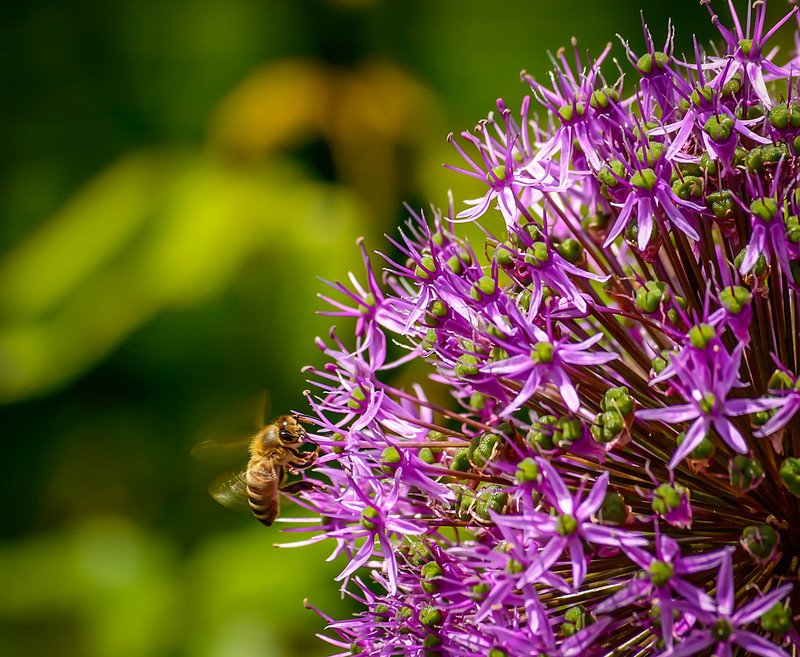 gemeenteHadM's tweet photo. Meer vlinders en insecten in je tuin dragen bij aan een gezondere natuur. Ontdek wat je zelf kunt doen tijdens de Greune Mèrt op 27 oktober in de Mèrthal in Horst.
#GreuneMert #subsidies #duurzaamheidsmarkt #EGLA2019 #Koopzondag #HorstCentrum #Merthal #biodiversiteit #HadMZoemt https://t.co/bbn97k8sfa