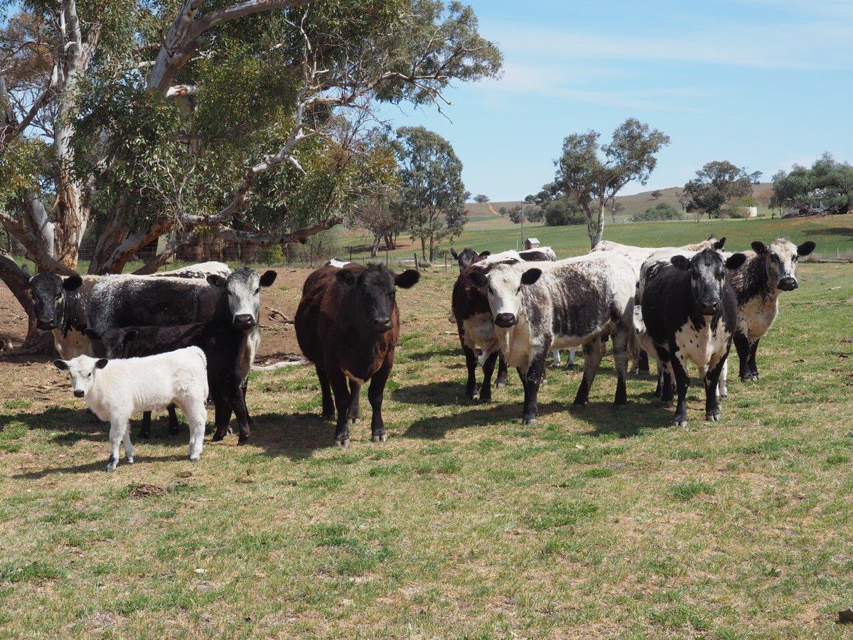 *** 11x11 Speckle Park Heifers With Calves At Foot ***

For private sale: 11x11 F1 Speckle Park/Angus heifers with F2 calves at foot. These are top quality breeders not to be missed!! Full for info get in touch with Nick Fogarty on 0409070225.