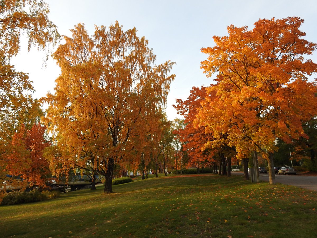 kallio2017's tweet photo. Nimipäiväsankarimme tänään:
Helvi ja Heta 🌹
Parhaimmat Onnittelut! 😊🍁
#Helvi #Heta https://t.co/UCQ0jFbTNN