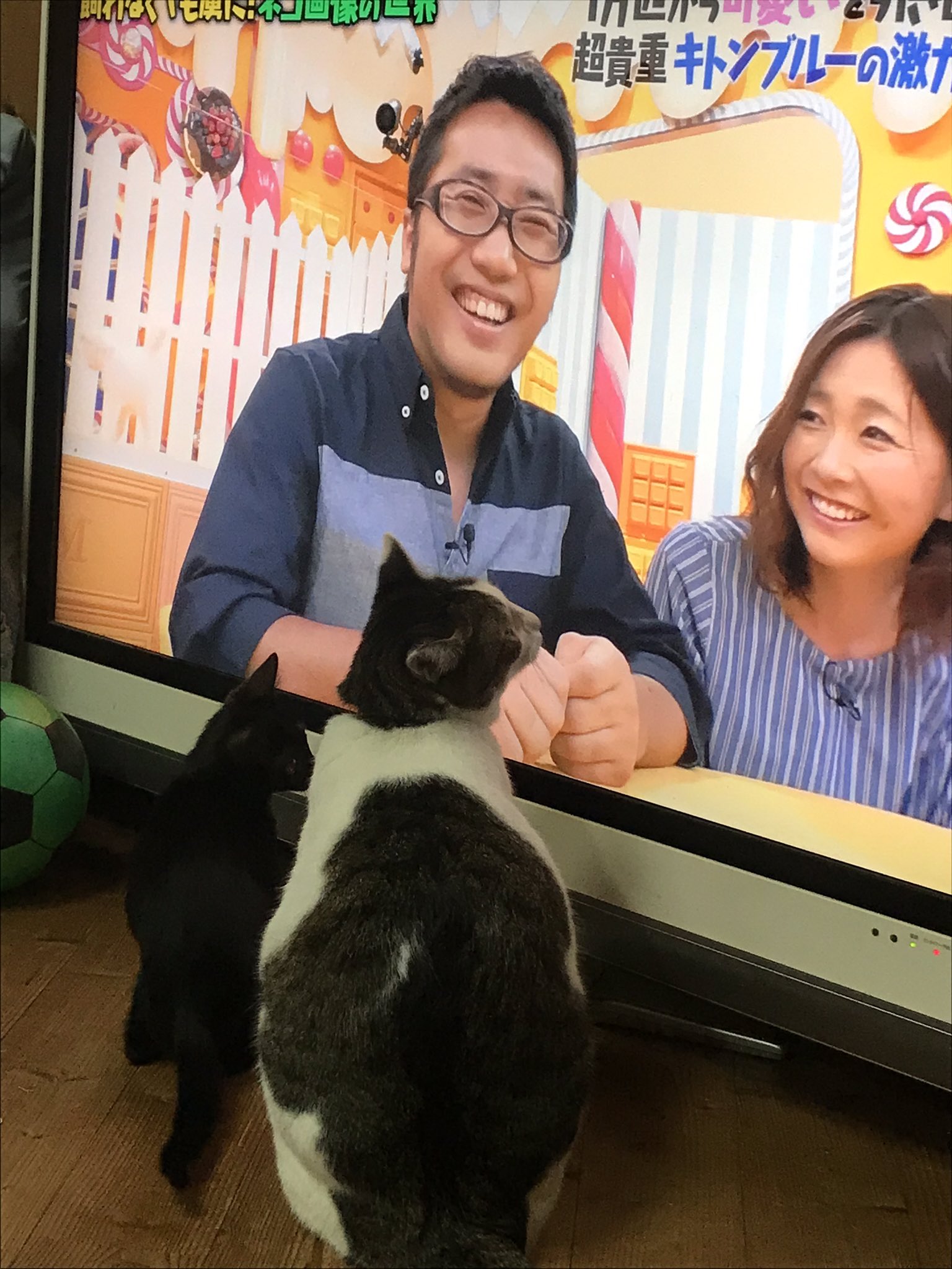 岡田かいり マツコの知らない世界 のネコ画像の世界にに夢中のお猫さまたち T Co Ctmqzqg7hr Twitter