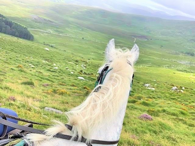 killarneystable's tweet image. Life....it makes much more sense in the saddle!! 😊 😍 
-
-
-
#Kerry #Kerrytrailride #Ireland #Horses #Horseriding #Killarneyridingstables #Inthesaddle #Equestrian #Wildatlanticway