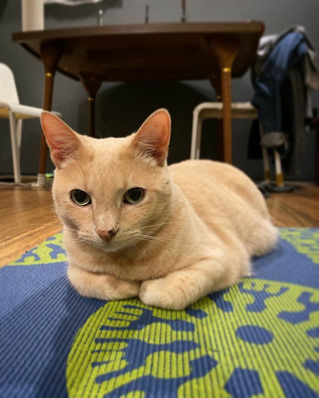pete_here's tweet photo. Yoga mat cat 🐱🧘‍♀️
.
.
.
#junebug #yoga #yogamat #goodmorning #meow #purr #catsofinstagram #kitty #cat #catstagram #cute #pittsburgh #pittspurrgh https://t.co/je1myxLXHg