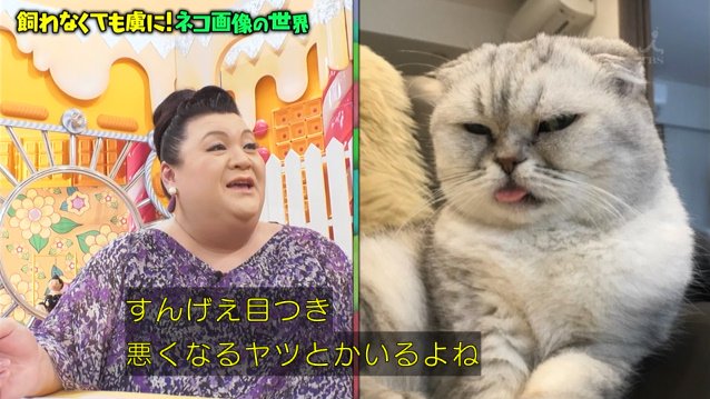 まん丸目の子猫も躍動感あふれる猫もぐうたら猫もみんなカワイイ 飼わなくても虜になる ネコ画像の世界 マツコの知らない世界 Togetter