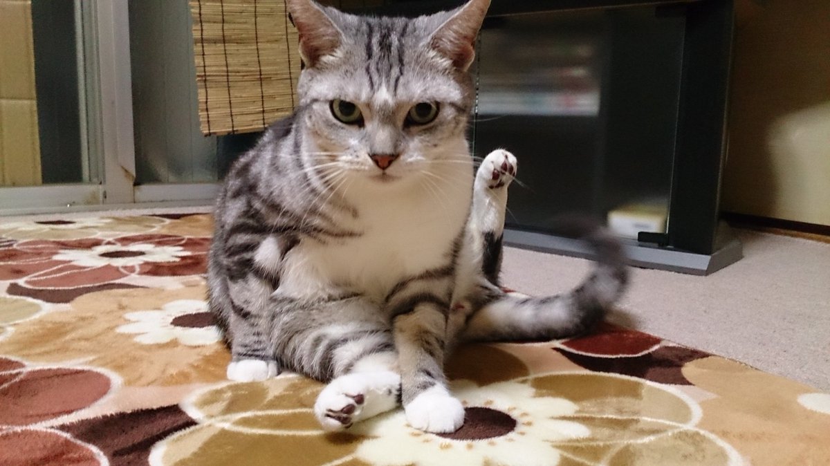まん丸目の子猫も躍動感あふれる猫もぐうたら猫もみんなカワイイ 飼わなくても虜になる ネコ画像の世界 マツコの知らない世界 Togetter まん丸目の子猫も躍動感あふれる猫もぐうたら猫もみんなカワイイ 飼わなくても虜になる ネコ画像の世界 マツコの知らない世界 Togetter