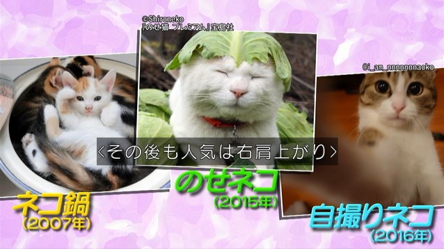 まん丸目の子猫も躍動感あふれる猫もぐうたら猫もみんなカワイイ 飼わなくても虜になる ネコ画像の世界 マツコの知らない世界 Togetter まん丸目の子猫も躍動感あふれる猫もぐうたら猫もみんなカワイイ 飼わなくても虜になる ネコ画像の世界 マツコの知らない世界 Togetter