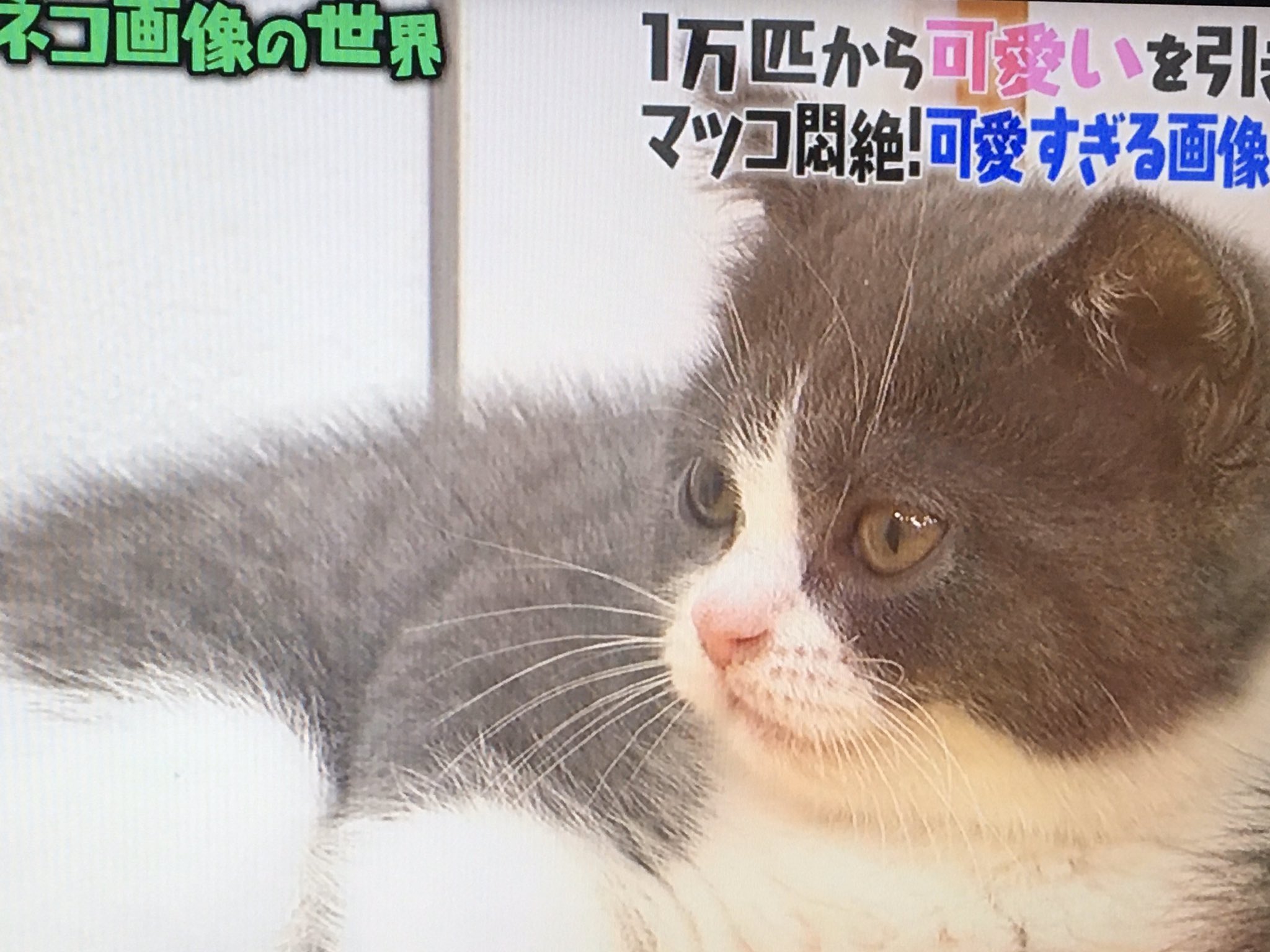 Emi Hirano マツコの知らない世界で猫特集 T Co Epnf8bl9oe Twitter
