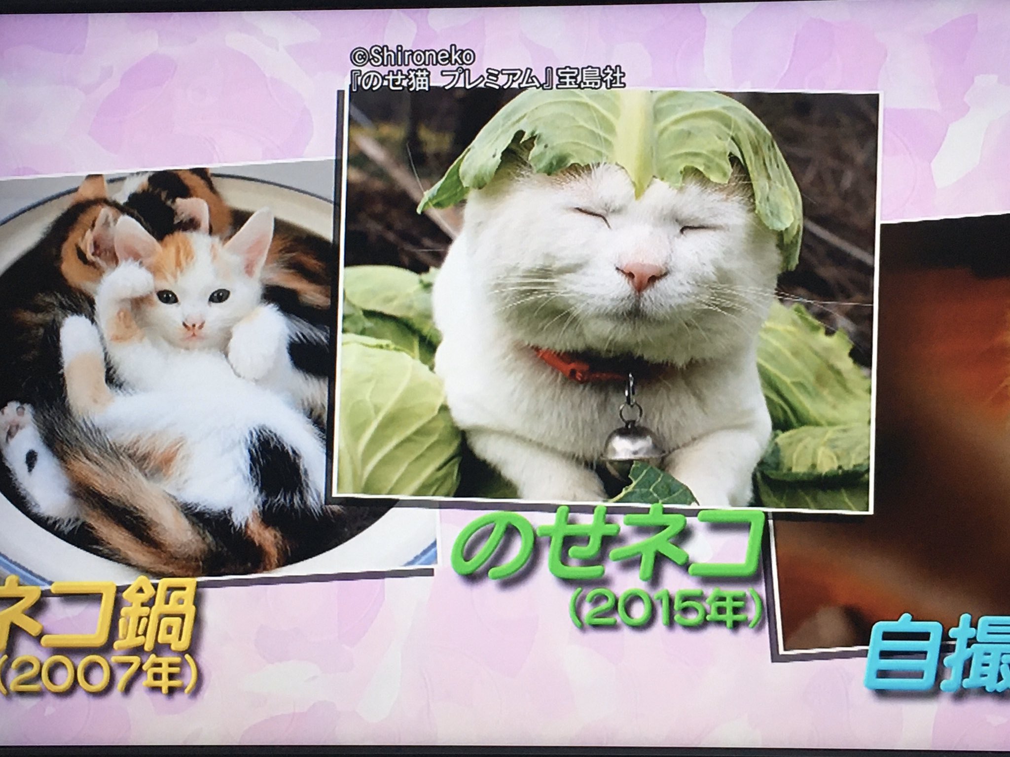 Emi Hirano マツコの知らない世界で猫特集 T Co Epnf8bl9oe Twitter