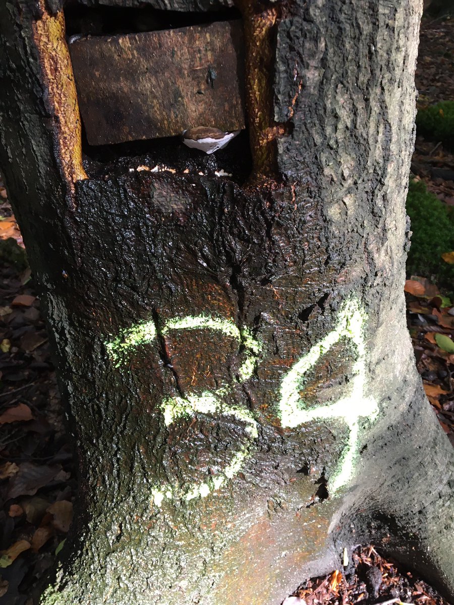 fungi1st's tweet photo. Ganoderma and Hericeum fruiting on Emma/Matt’s tree inoculates! @FungusProf @Safernoc934 https://t.co/CoYqgFFrJj