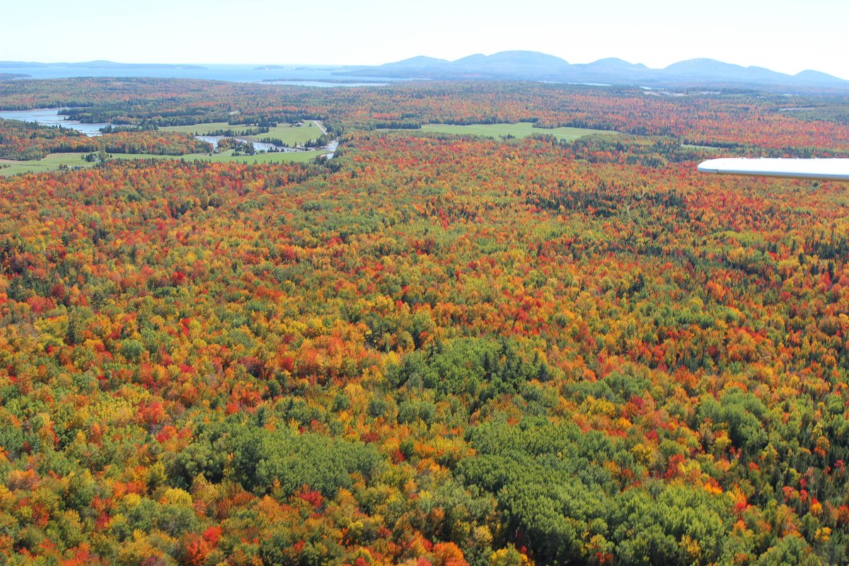 AcadiaScenic's tweet photo. It is PEAK foliage in #AcadiaNationalPark right now! We look forward to showing you the island🧡💛🍁🍂 https://t.co/irnS6vhh5K
