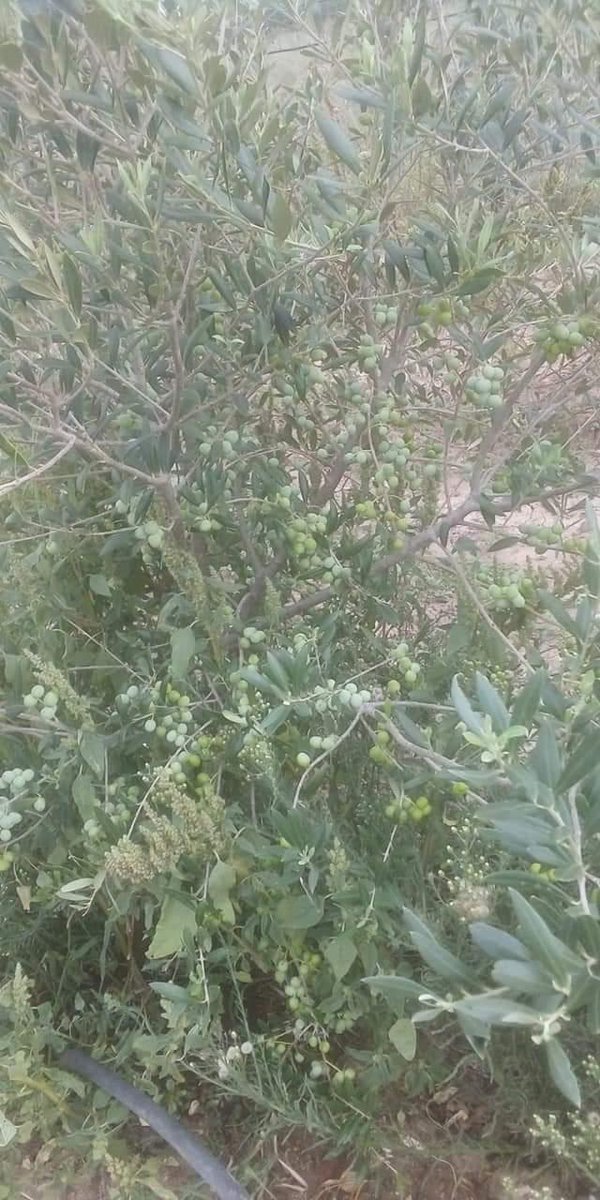 Sudexport's tweet photo. Nel frattempo la nostra Arbequina è entrata in produzione! 😃#Sardegna #bio #km0 #innovazione #olio #agricoltura https://t.co/N59pZYRM7h