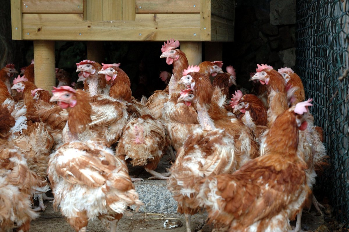 BHWTOfficial's tweet photo. Could you give a hen a home? We're rehoming in 19 locations across the UK this weekend including Newark, Rotherham, Lincs, Hereford, Cambridge, Surrey and Devon! If you could offer some hens a cosy coop please register and call 01884 860084 to book: https://t.co/7vutZOEEoX https://t.co/460uMn3jza