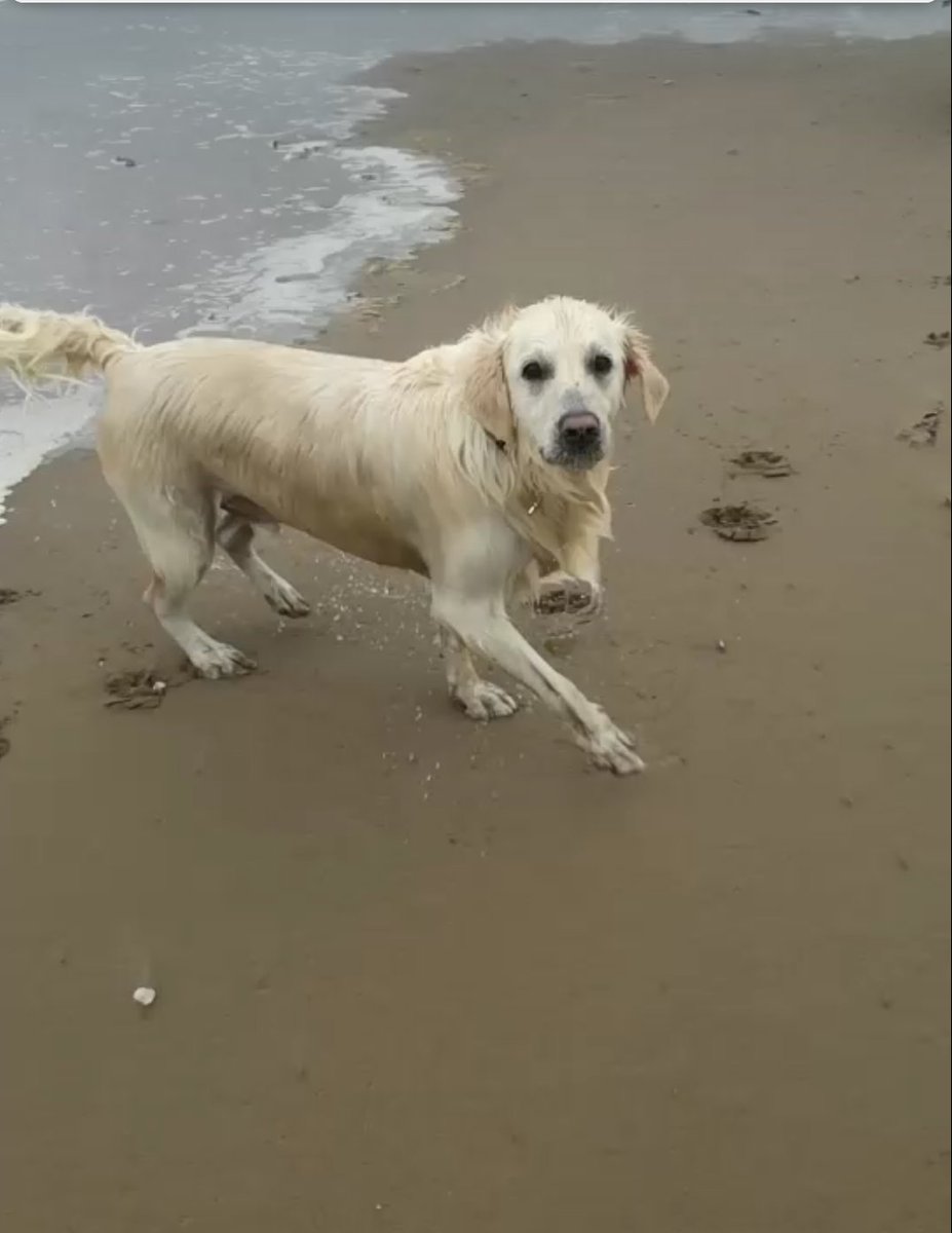 lkennedy665's tweet photo. Beale beach 💙❤🐶😍 https://t.co/FNFnbBpot4