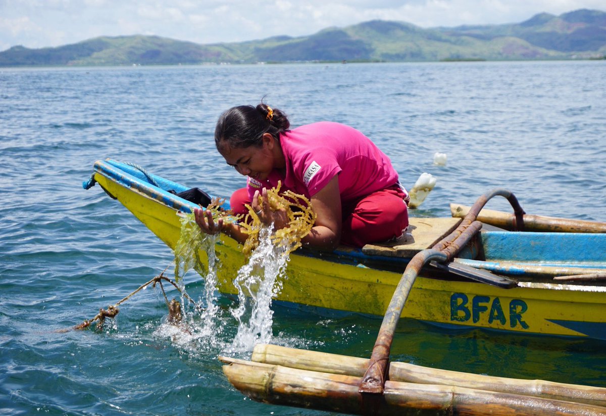 oxfamph's tweet photo. Cherry Ann Boleche washes off the debris and silt from their seaweed plantation.
This International Day of Rural Women, we honor the valuable work carried out by Cherry and other women in rural communities around the world.
#StayALERT #APLift
📸 @aprilannabello /Oxfam https://t.co/pmBaVrYQzF