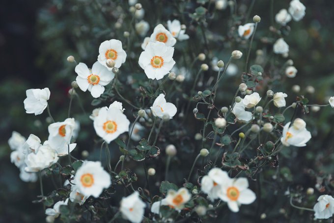 秋明菊のtwitterイラスト検索結果 古い順