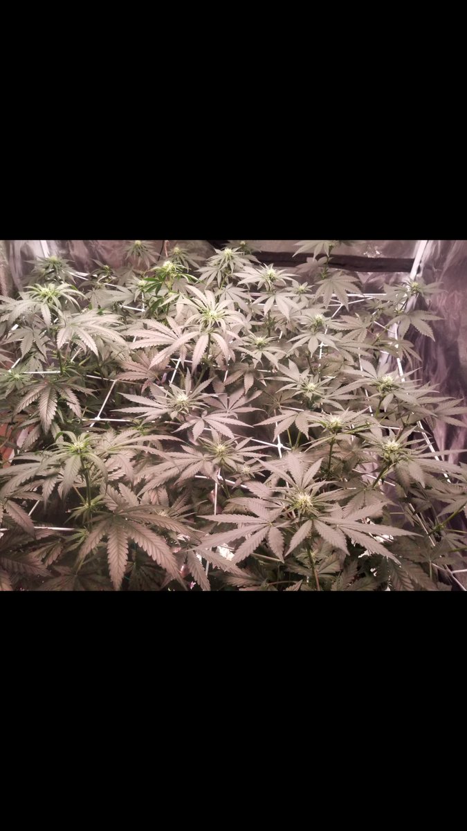 When we started it was all about getting self sufficient and creating easier access for ourselves to clean medicine, that is mostly what it is still about, but also finding the community, new people, many will look for us, but not know where to find us, help them, share info