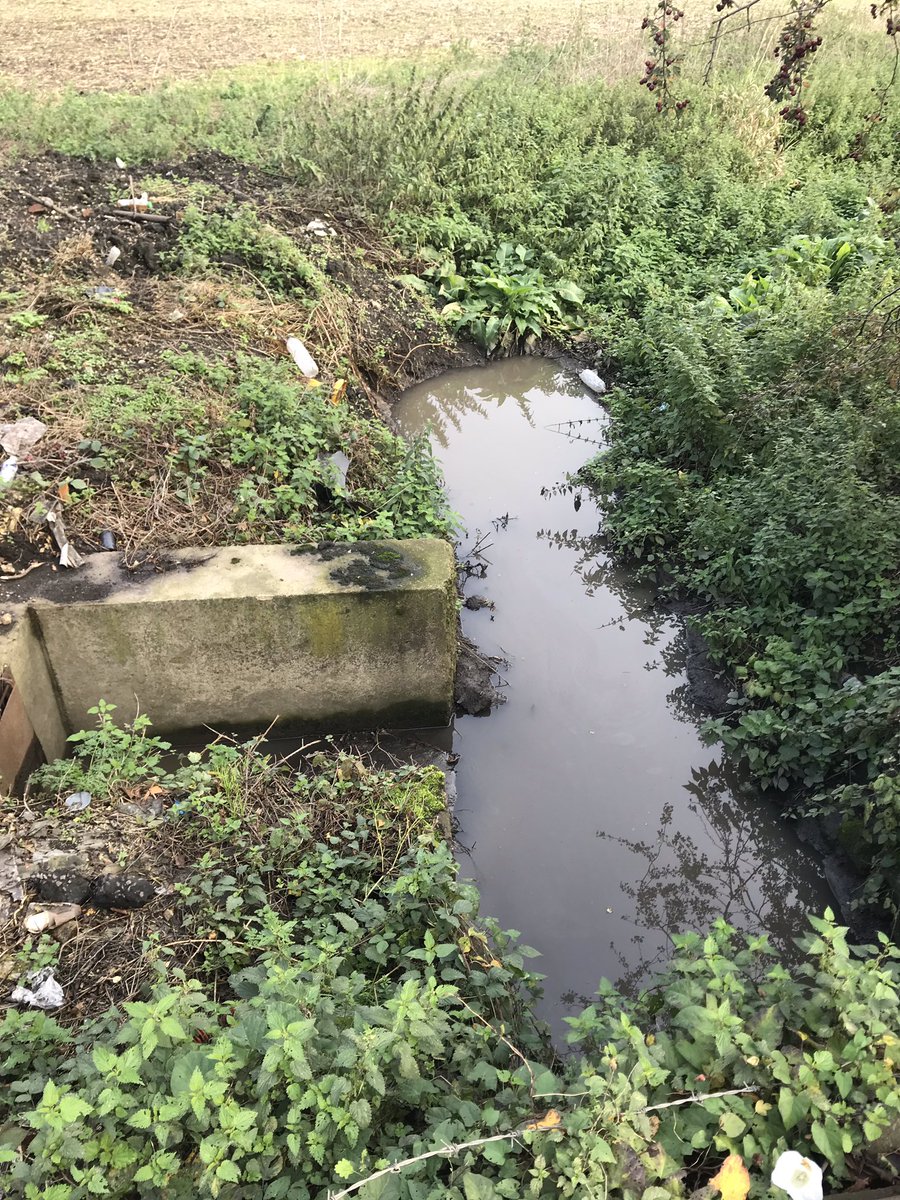 The clean, free-flowing waters of the  #Ver. What the hell have we allowed to happen to our rivers? Up until the 1980s, this would have been fresh, healthy water, full of trout.