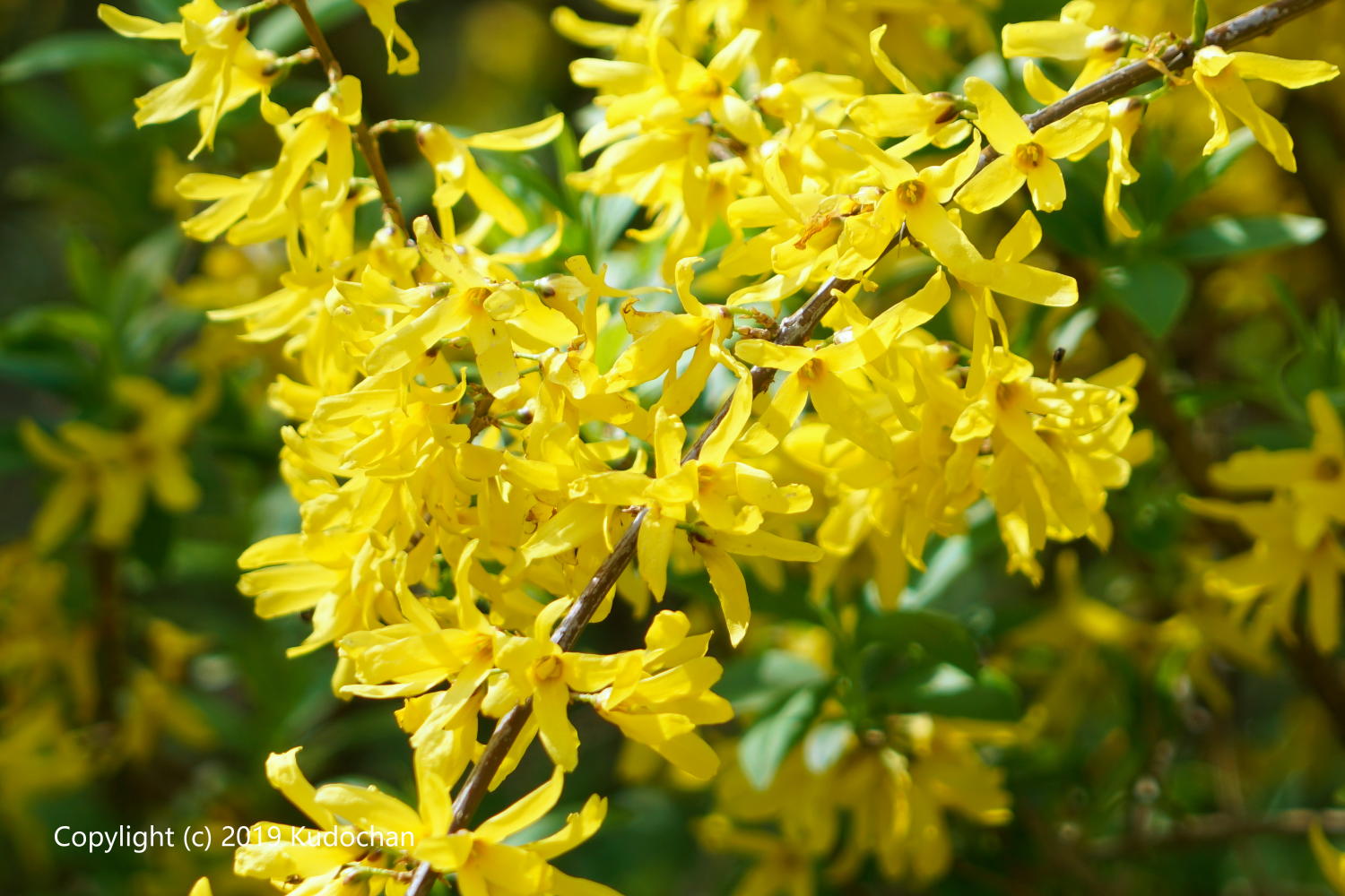 レンギョウ Twitter Search Twitter