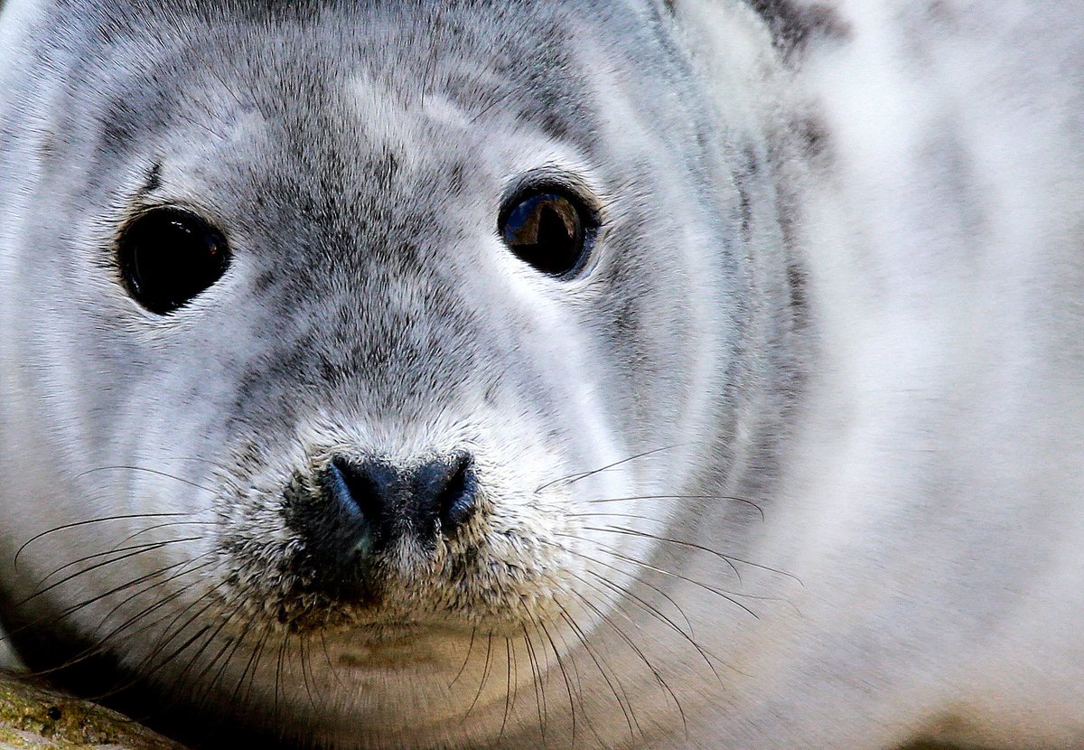 LOOK at my amazing seal pictures I got in Wales last week! I am very proud! <a href="/WendyUpsnDowns/">Wendy O'Carroll</a> <a href="/UpsandDownsSW/">Ups & Downs Southwest</a> <a href="/DSAInfo/">Down's Syndrome Association</a> <a href="/lizbobchilton/">Elizabeth Bentley 💙</a> <a href="/FraggleSamm/">Samm Gee</a> <a href="/DSiupdate/">Down Syndrome International (DSi)</a> <a href="/Future_Of_Down/">Future Of Down's</a> @DownsHeartGroup <a href="/Louis_Tomlinson/">Louis Tomlinson</a> @carolineplayle <a href="/PositiveaboutDS/">Down Syndrome UK | Positive About Down Syndrome</a>