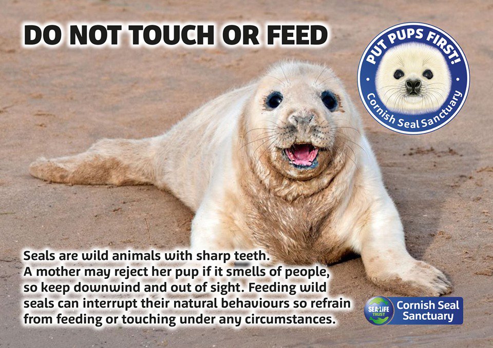 SeaLifeTrust's tweet photo. As it is now the grey seal pup season in Cornwall, our
@Seal_Sanctuary
are sharing our #putpupsfirst campaign to help anyone who comes across a seal pup. We would love for you to retweet, using the hashtag #putpupsfirst so we can help our wild seals. Thank you! https://t.co/fv8kvsmrlz