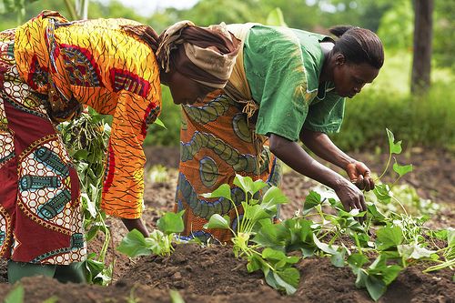 MrsReports's tweet photo. Today is International Rural Women Day. The #RuralWomen play a critical role in enhancing #agricultural and rural development, improving #food security and eradicating rural poverty.
Get more Details:- https://t.co/yhGmsOO0HP
#Ruralwomen #women https://t.co/fNN9e3IQjJ