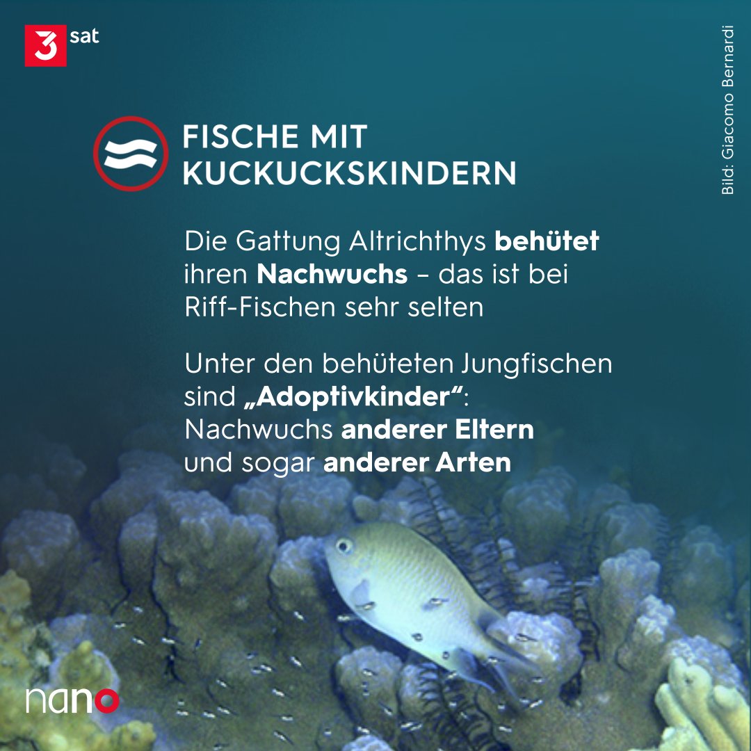 Diese Meeresbewohner haben echte Patchwork-Familien: der erste Nachweis für Brutparasitismus bei #Korallenriff-Fischen.

#3satwissen💡 #Fische #Tauchen #Zoologie