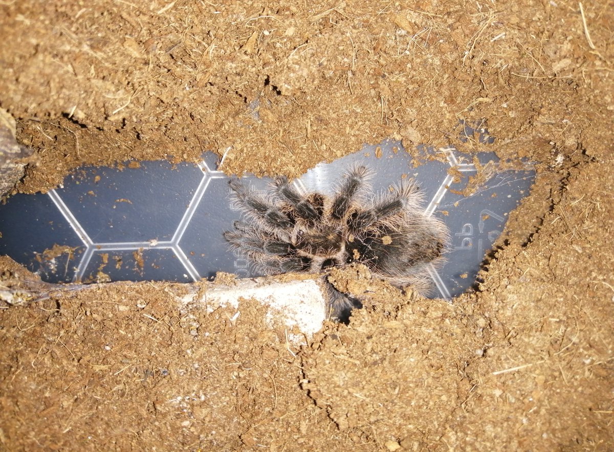 randandasquith's tweet image. Jimmy and Brutus have some new friends! We need some name suggestions! 2 Bird Eaters and one Curly Haired #yorkstone #trantulas #spiders #nameourpets #legends #yorkshire #brighouse
