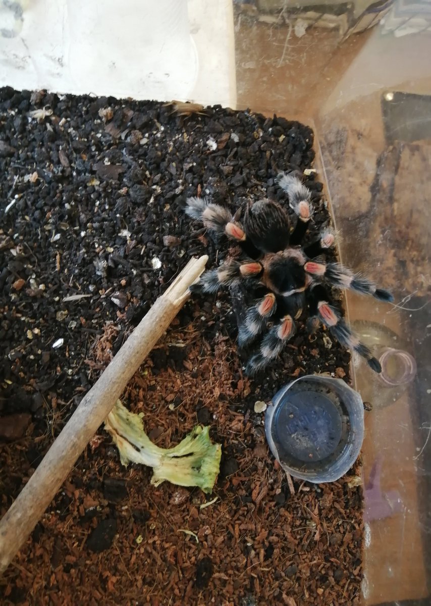 randandasquith's tweet image. Jimmy and Brutus have some new friends! We need some name suggestions! 2 Bird Eaters and one Curly Haired #yorkstone #trantulas #spiders #nameourpets #legends #yorkshire #brighouse