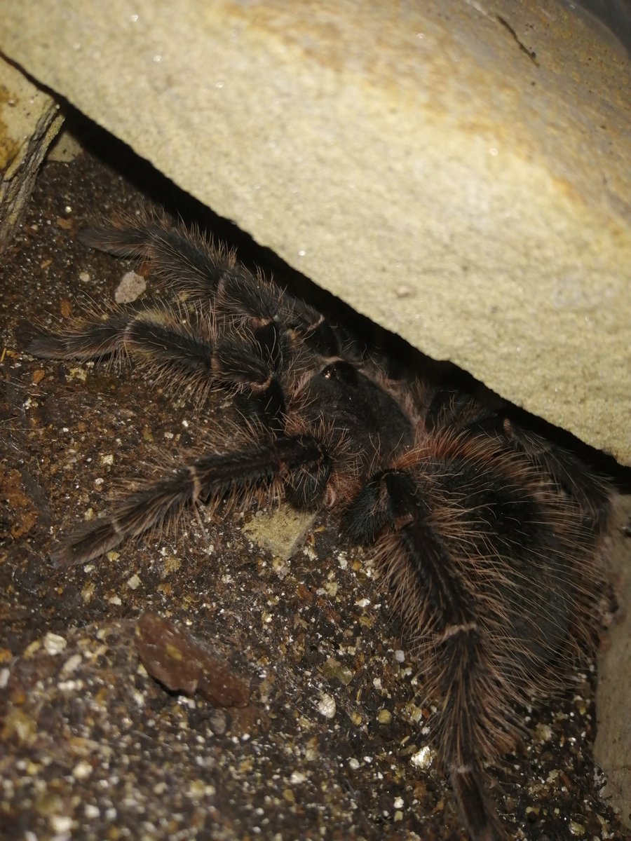 randandasquith's tweet image. Jimmy and Brutus have some new friends! We need some name suggestions! 2 Bird Eaters and one Curly Haired #yorkstone #trantulas #spiders #nameourpets #legends #yorkshire #brighouse