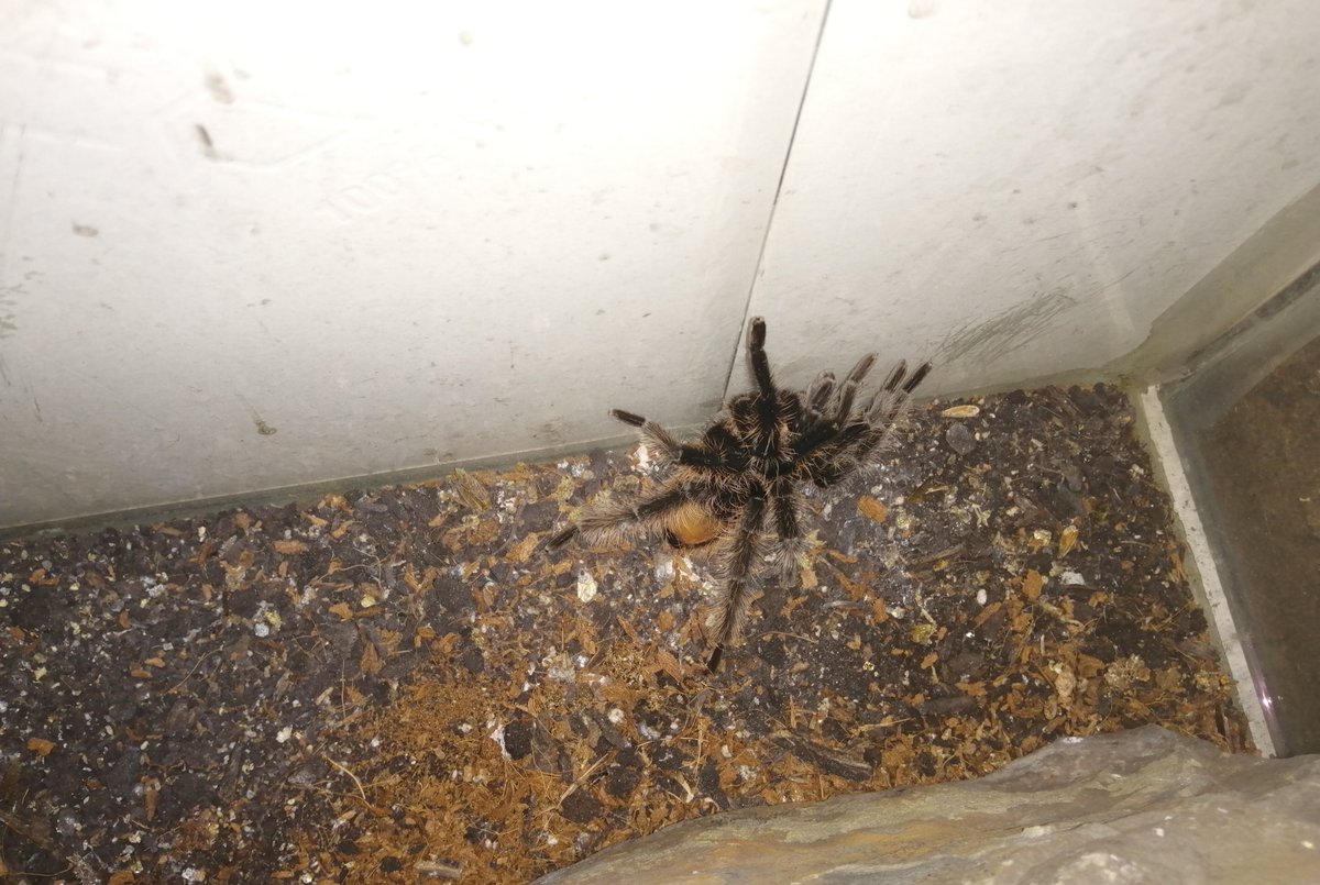 randandasquith's tweet image. Jimmy and Brutus have some new friends! We need some name suggestions! 2 Bird Eaters and one Curly Haired #yorkstone #trantulas #spiders #nameourpets #legends #yorkshire #brighouse