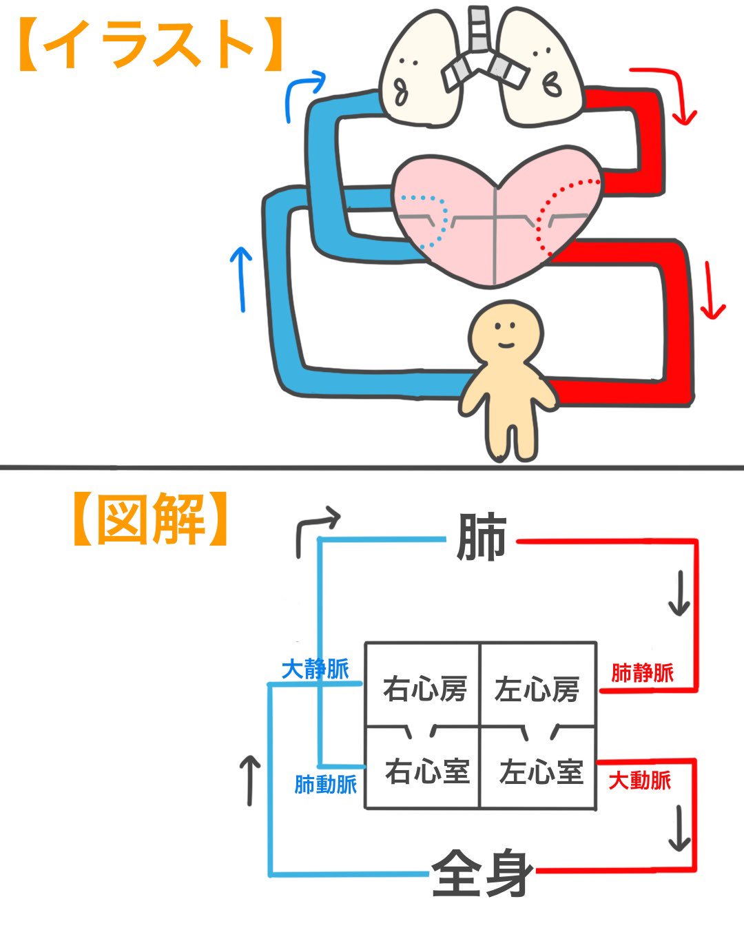 تويتر ゴロ 解剖生理イラスト على تويتر イラストor図解で描く 肺循環と体循環 どちらか描けるようになっておくと 循環器系の問題が解きやすくなりまっす T Co Gcl2sgvqh5