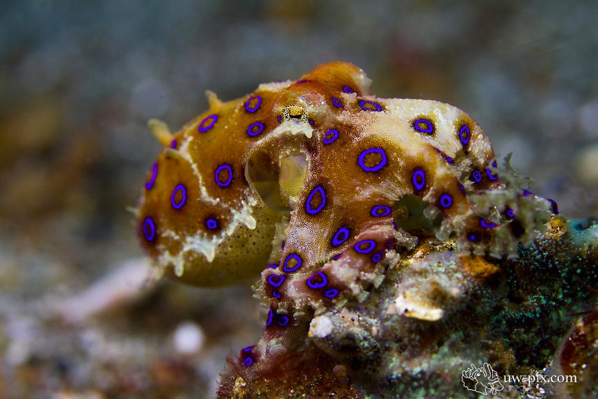 divecompare's tweet photo. Docile but Deadly. The Blue Ringed Octopus ~ https://t.co/nnYq6d48A0 #blueringedocotpus #octopus #cephalopod #ocean #scuba #diving #divecompare https://t.co/FVNweSu34n