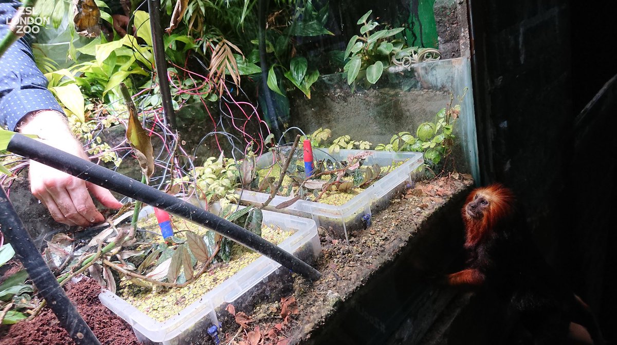 zsllondonzoo's tweet photo. A fern called Pete growing in our Rainforest Life exhibit has taken the world’s first plant-powered #selfie! It looks like Bandit's impressed! Find out how this could revolutionise field #conservation: https://t.co/pC8gTj5Ats #TuesdayMotivation https://t.co/bVCUUAyvuj
