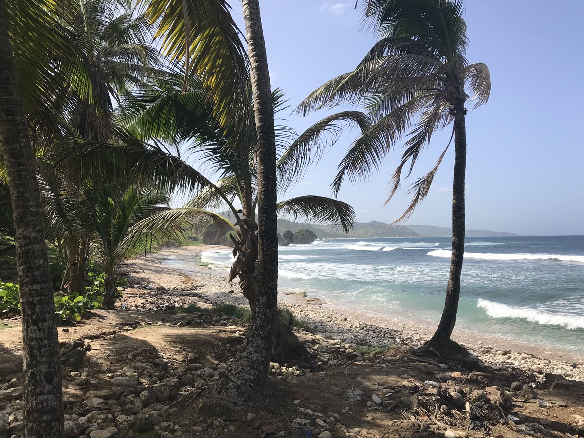 Scobbert's tweet photo. What a great day with #TedsTours yesterday from @CoconutCourtBGI the @rockleygolfclub #rascals had a fun tour. Hard to capture in just four photos! @GolfingSwingers #TeamBunker #Golfies the East Coast is simply stunning #Barbados @VirginAtlantic #goodluckwiththedrivingtestTed https://t.co/ak22SCt1fT