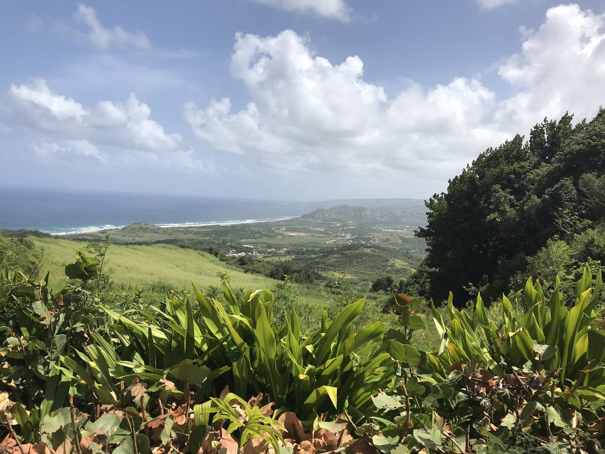 Scobbert's tweet photo. What a great day with #TedsTours yesterday from @CoconutCourtBGI the @rockleygolfclub #rascals had a fun tour. Hard to capture in just four photos! @GolfingSwingers #TeamBunker #Golfies the East Coast is simply stunning #Barbados @VirginAtlantic #goodluckwiththedrivingtestTed https://t.co/ak22SCt1fT