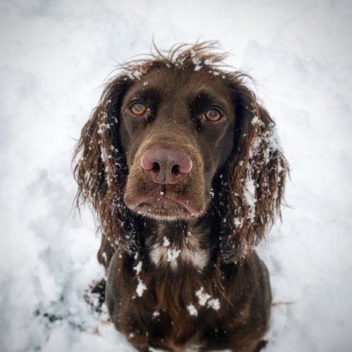 models_direct's tweet photo. "I really enjoyed working with The Clementine in Hyde Park and meeting the other models both four and two legged! I hope that Willow gets chosen again to do another job as this one was great fun and everyone was so friendly." - Willows owner #starpets #modelfeedback #london https://t.co/ViMoC5gZbb
