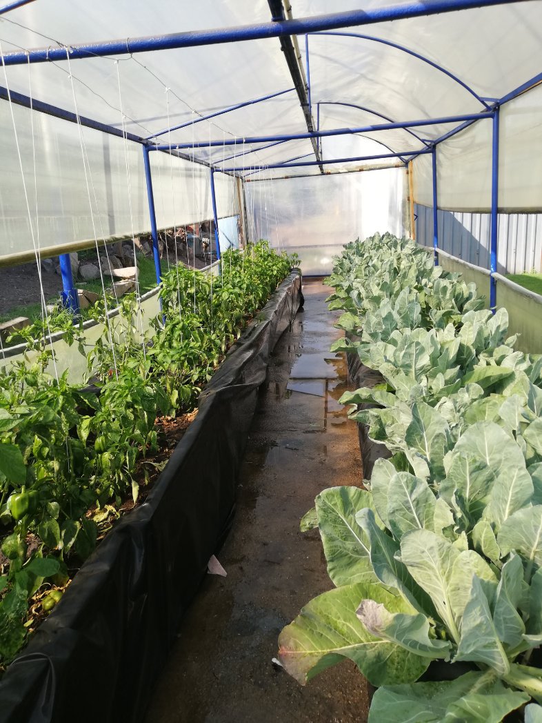 VanleerZimbabwe's tweet photo. When a demo plot can do a whole lot more! You can have such a greenhouse structure on your backyard.
For all your greenhouse and Netlon Plastic orders
Inbox or contact VanLeer Zimbabwe
0788094353 |0788094352 |0717714996
#VanleerZimbabwe
#demoplot
#greenhouses
#horticulture https://t.co/qvWsjNJUpJ