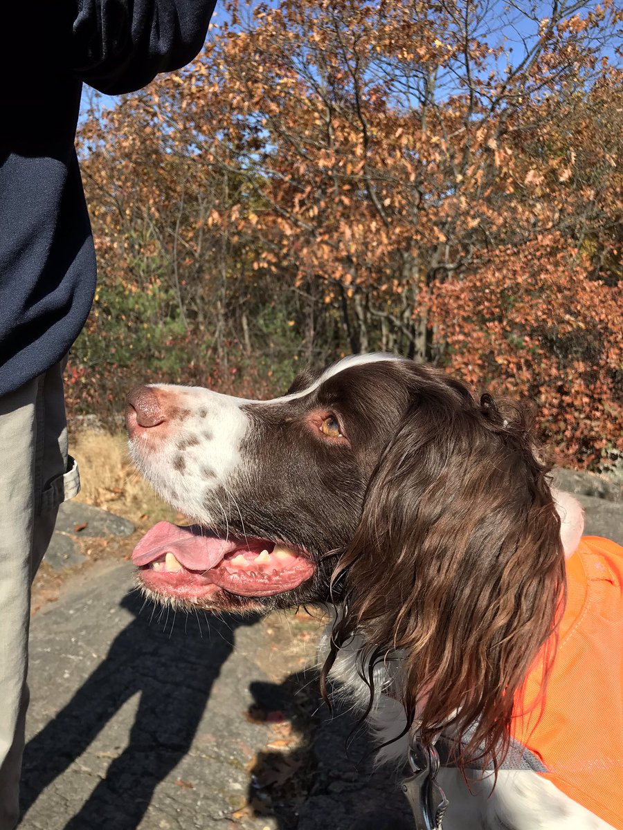 AkselRhodes's tweet photo. Out hiking in New Hampshire with #mama. She thinks maybe I’ll get tired. #haha #autumn https://t.co/SwHf9EaovO